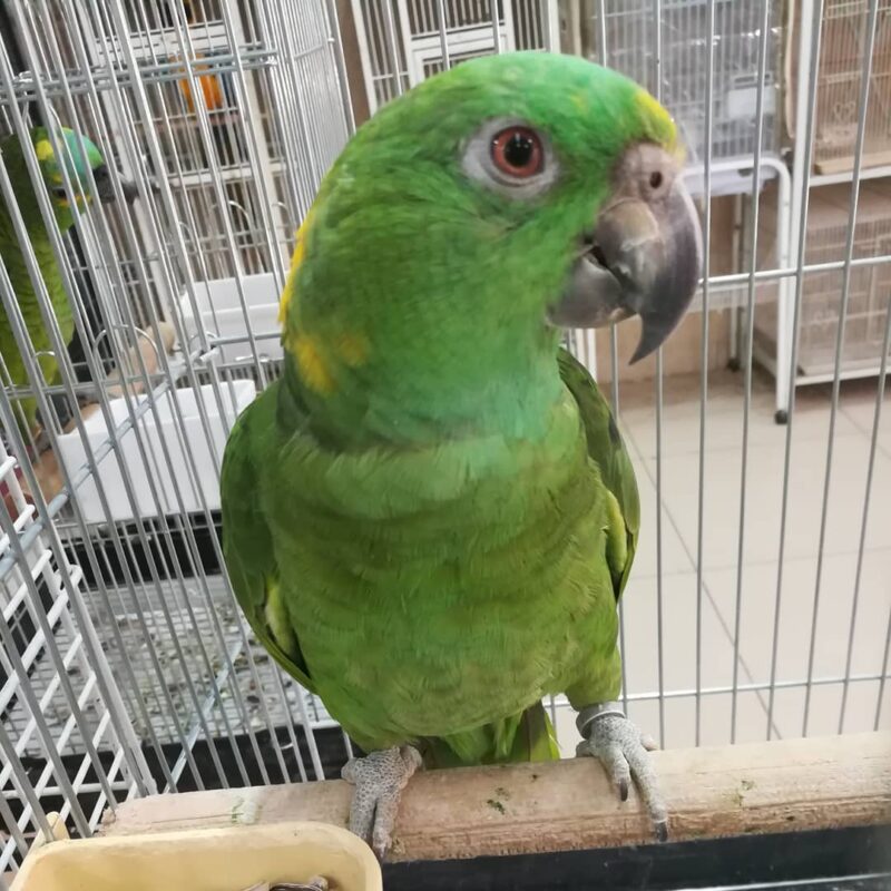 WhatsApp Image 2021 04 07 at 10.20.41 PM 6 ParrotNest™